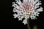 Snow squarestem